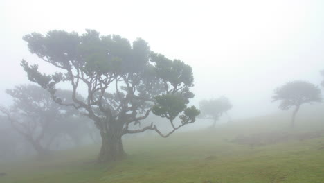 Brumoso-Bosque-Misterioso-árboles-Madera-De-Fanal-Madeira-Hada-Niebla-Nublado-Musgo-Fantasía-Lluvioso-Horror-4k
