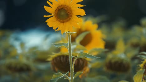 Leuchtend-Gelbe-Sonnenblume-In-Voller-Blüte