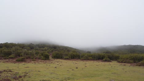 Blick-Auf-Den-Laurisilva-Wald-An-Einem-Wintertag,-Fanaler-Madeira-Regenwald,-Der-Von-Etwas-Nebel-Bedeckt-Ist