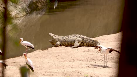 Scene-Of-A-Nile-Crocodile-With-Yellow-Billed-Stork-Birds-Near-River-In-Kenya,-Africa