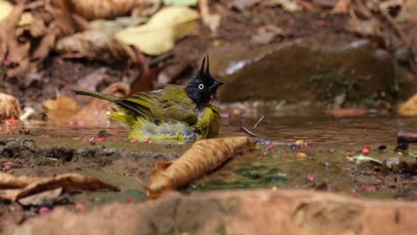 Bathing-and-looking-around-as-the-camera-zooms-out,-Black-crested-Bulbul-Pycnonotus-flaviventris-johnsoni,-Thailand