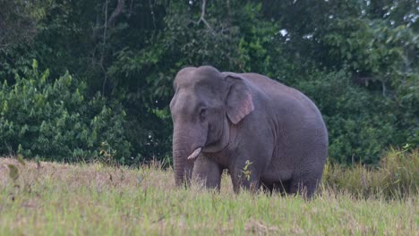 Facing-to-the-left-then-moves-forward-using-its-left-foot-to-dig-in-the-ground-to-expose-more-minerals-to-feed-on,-Indian-Elephant-Elephas-maximus-indicus,-Thailand