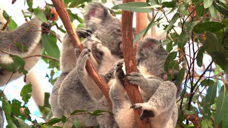 Lindo-Y-Adorable-Koala-Del-Norte,-Phascolarctos-Cinereus-Visto-Rascándose-Su-Esponjoso-Pelaje-Gris-Y-Durmiendo-En-El-Tenedor-Del-árbol,-Primer-Plano