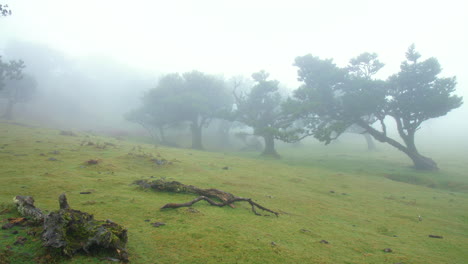 Feenwald,-Wald-Von-Fanal,-Madeira,-Nebel,-Nebel,-Bewölkt,-Horror,-Moos