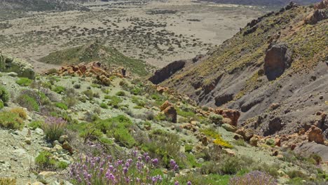Blooming-flowers-and-green-plants-in-volcanic-landscape-of-Teide,-tilt-up-view