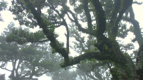 Feenbaumwald-Wald-Von-Fanal-Madeira-Nahaufnahme-Nebel-Bewölkt-Moos-Geheimnisvoll-Fantasie-Regnerisch-Horror