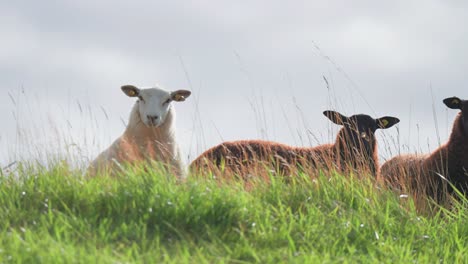 Three-woolly-sheep-on-the-lush-green-meadow-against-the-pale-grey-blue-sky