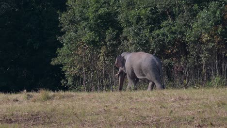 Seen-waking-away-going-to-the-left-into-the-forest,-Indian-Elephant-Elephas-maximus-indicus,-Thailand