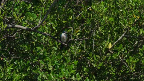 Tief-Im-Laub-Eines-Mangrovenbaums-Gesehen,-Der-An-Einem-Windigen-Tag-Nach-Seiner-Beute-Ausschau-Hält,-Halsband-Eisvogel-Todiramphus-Chloris,-Thailand
