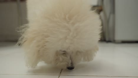 Fluffy-white-Bichon-Frise-puppy-walking-indoors-looking-for-food,-soft-focus