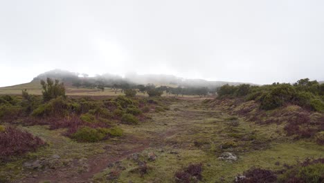 Vista-Del-Bosque-De-Laurisilva-En-Un-Día-De-Invierno,-Bosque-Lluvioso-De-Fanal-Madeira-Cubierto-Por-Algo-De-Niebla.