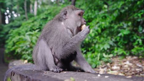 Wunderschöne-Szene-Eines-Affenbabys,-Das-Sich-An-Seine-Mutter-Im-Wald-Von-Ubud,-Bali-In-Indonesien,-Klammert