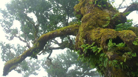 Close-up-of-fairy-forest-wood-of-fanal-madeira-horror-fog-mist-cloudy-moss-mysterious-fantasy-rainy