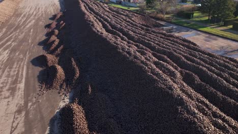 Pile-Of-Sugar-Beets-Waiting-To-Be-Collected---Aerial-Drone-Shot