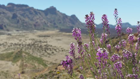 Blooming-purple-flowers-and-volcanic-landscape-of-Tenerife-in-background