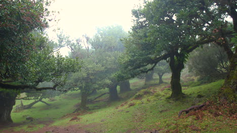 Wald-Von-Fanal-Madeira-Holz-Neblig-Geheimnisvolle-Bäume-Feennebel-Bewölkt-Moos-Fantasie-Regnerisch-Horror-4k