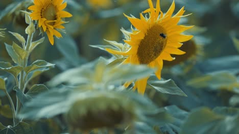 A-bumble-bee-flies-off-the-blooming-sunflower