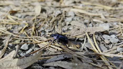 Small-black-beetle-runs-across-the-forest-floor-in-Germany