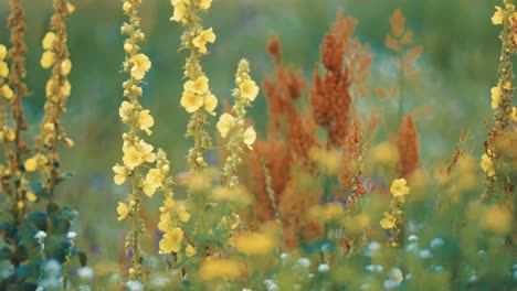 Flores-Silvestres-De-Colores-Brillantes-Y-Malezas-En-La-Exuberante-Pradera-De-Verano