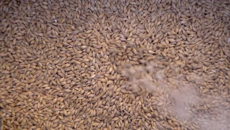 Malt-grain-is-dropped-and-poured-onto-a-bed-of-malt---Close-up-vertical-view