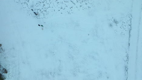 An-aerial-view-captures-the-stark-beauty-of-a-snowy-landscape-with-dark-spots-indicating-of-people-walking-around
