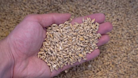 Male-hand-holding-malt-grains-with-a-bed-of-grain-in-the-background---close-up-vertical-view