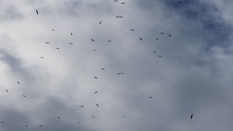Flock-of-seagull-birds-swarm-against-grey-cloudy-sky-with-patches-of-blue,-Porto