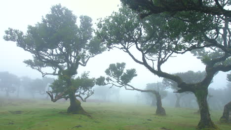 Bosque-De-Hadas-Madera-De-Fanal-Madeira-Horror-Niebla-Nublado-Musgo-Misterioso-Fantasía-Lluvioso