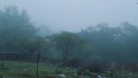 Mysterious-scenery-of-a-garden-near-a-forest-during-a-foggy-rainy-day