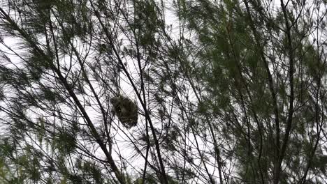 Indonesischer-Manyar-Vogel-Oder-Gestreifter-Webervogel-Im-Nest-Auf-Dem-Baum