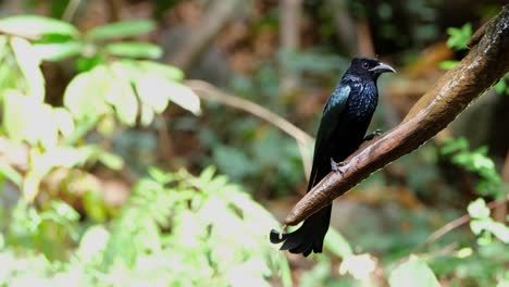 Camera-zooms-in-as-this-bird-looks-towards-the-camera-while-drinking-some-fresh-water,-Hair-crested-Drongo-Dicrurus-hottentottus,-Thailand