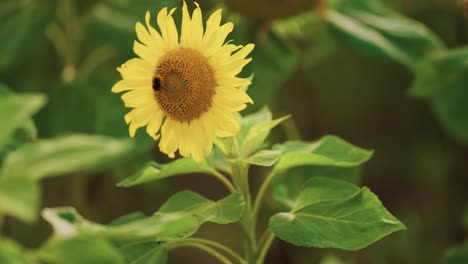 Eine-Hummel-Sammelt-Pollen-Und-Nektar-Auf-Der-Blühenden-Sonnenblume