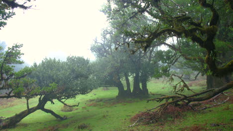 Neblige,-Geheimnisvolle-Bäume,-Wald,-Wald-Von-Fanal,-Madeira,-Feennebel,-Wolkig,-Moos,-Fantasie,-Regnerisch,-Schwenk,-Horror,-4k