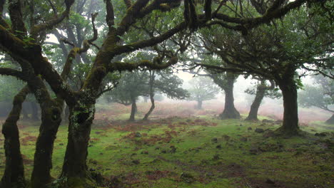 Feenwald,-Wald-Von-Fanal,-Madeira,-Regnerischer-Nebel,-Bewölkt,-Horror,-Moos