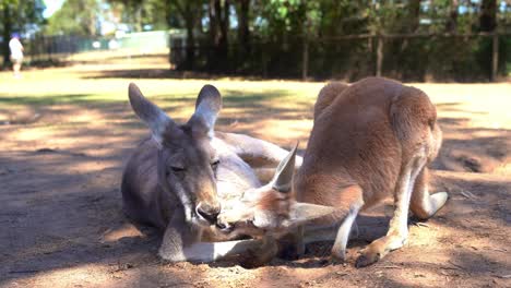 Ground-level-close-up-shot-capturing-the-interaction-between-mother-and-child-red-kangaroo,-macropus-rufus-in-its-natural-habitat,-kissing,-nuzzling-and-nose-touching-each-other-to-form-a-bonding