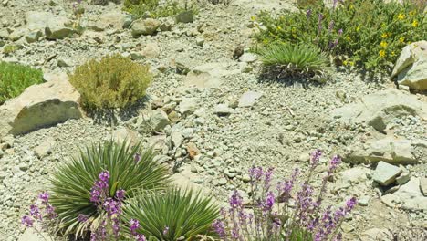 Flores-De-Color-Púrpura-Y-Plantas-Verdes-En-El-Paisaje-Desértico-Extremo-Del-Parque-Nacional-Del-Teide