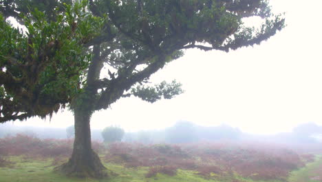 árboles-De-Fanal-Madeira-Bosque-Madera-Hada-Niebla-Brumoso-Nublado-Musgo-Fantasía-Lluvioso-Horror-Panorama-Misterioso-4k