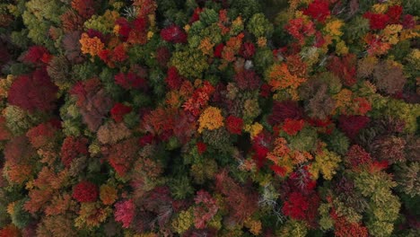 Bird's-Eye-View-Of-Fall-foliage-In-Forested-Mountain