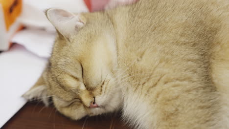An-adorable-cat-is-fast-asleep-on-the-floor
