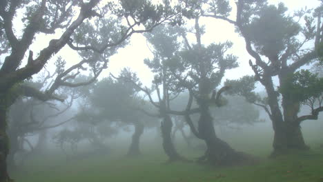 Brumoso-Misterioso-árbol-Bosque-Madera-De-Fanal-Madeira-Hada-Niebla-Nublado-Musgo-Fantasía-Lluvioso-Horror-4k