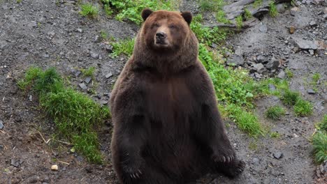 Male-Brown-bear-sitting,-Sitka,-Alaska