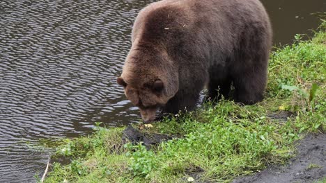 Male-Brown-bear-eating-by-the-river-bank,-Alaska