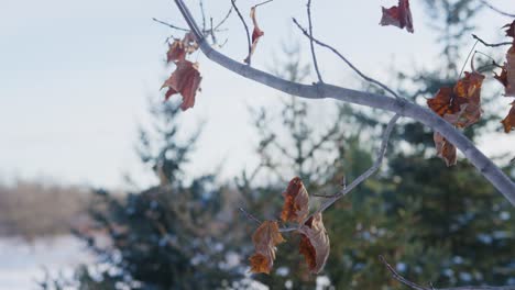 Eine-Nahaufnahme-Der-Letzten-Blätter,-Die-Nach-Beginn-Des-Kanadischen-Winters-Noch-Am-Baum-Verblieben-Sind