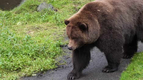 Closeup-of-a-Brown-bear-walking-slowly,-Alaska