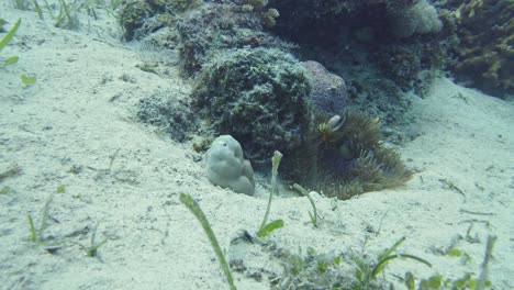 Amphiprion-Clownfischfamilie-Schwimmt-Zwischen-Den-Tentakeln-Ihrer-Seeanemone