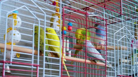 Colorful-yellow,-green,-blue-and-white-budgies,-pet-birds,-with-playful-toys-in-wire-cage