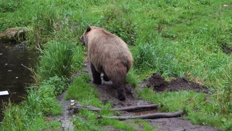 Female-Brown-bear-walking-by-the-river-bank,-Alaska