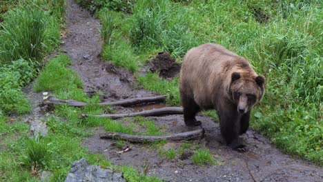 Female-Brown-bear-walking-slowly,-Alaska