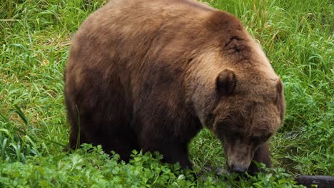 Brown-bear-walking-through-tall-grass,-Alaska