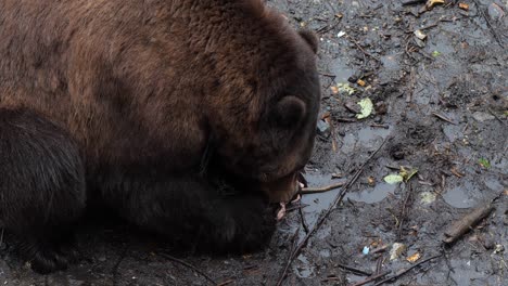 Brown-bear-eating-salmon,-Alaska